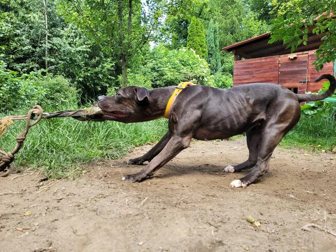 Szczenięta Amerykańskiego Pitbull Teriera