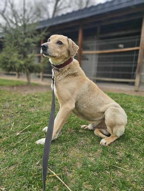 Labrador mix Sunrise szuka domu schronisko Zgierz-aktualne
