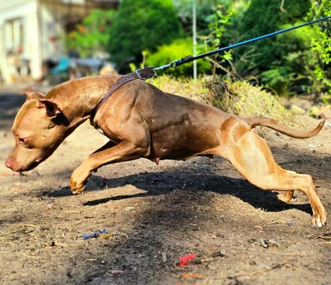 Szczenięta Amerykańskiego Pitbull Teriera