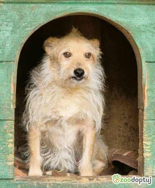 ŻELEK - super psiak, oddany jak popsuta rzecz, szuka domu