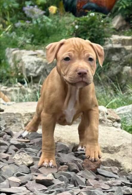 Szczenięta Amerykańskiego Pitbull Teriera