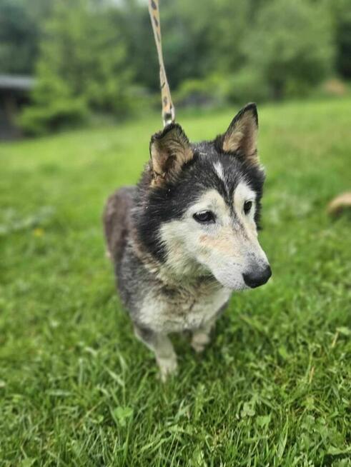 husky mix Cukierek szuka domu -schronisko Zgierz -aktualne