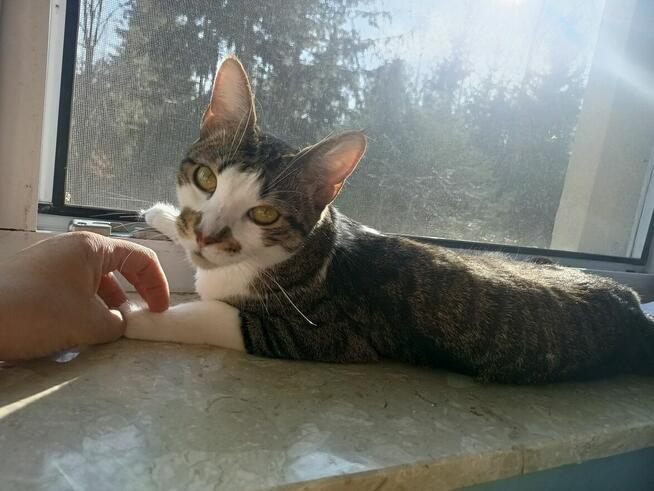 Fantastyczna, proludzka i kontaktowa Sysia, która ma 1,5 rok