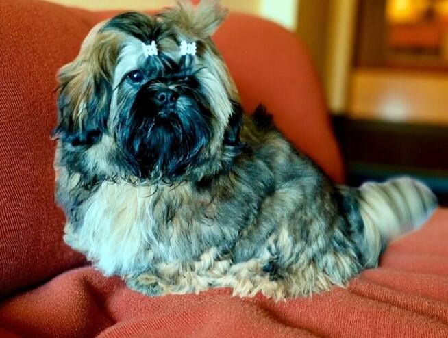 Shih tzu piękny piesek