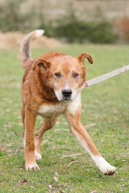 Gerard szuka domu -schronisko Zgierz-aktualne