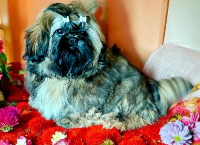 Shih tzu piękny piesek