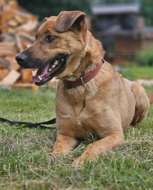 Sorento szuka domu schronisko Zgierz -aktualne