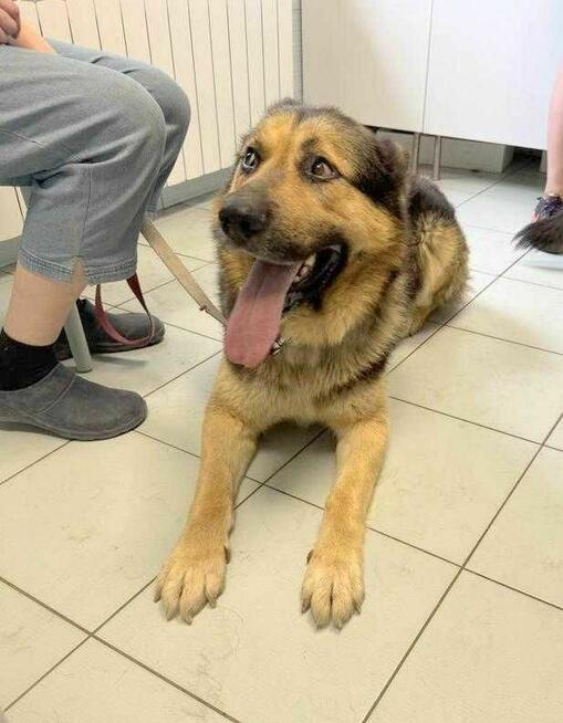 Owczarek mix Wacek szuka domu schronisko Zgierz -aktualne