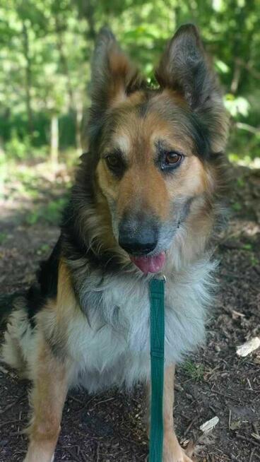 owczarek mix Pezet szuka domu schronisko Zgierz -aktualne