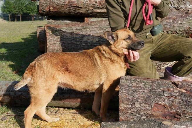 Goka szuka domu -schronisko Zgierz-aktualne