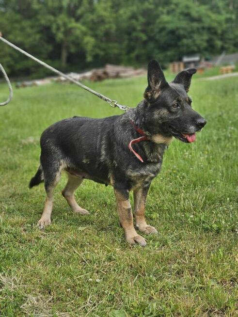 owczarek mix Witaminka szuka domu schronisko Zgierz -aktualne