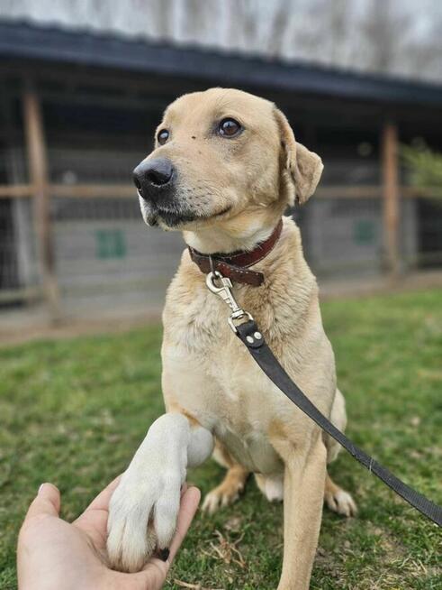 Labrador mix Sunrise szuka domu schronisko Zgierz-aktualne