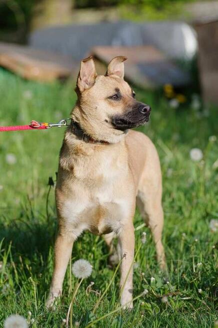 Stasia szuka domu schronisko Zgierz -aktualne