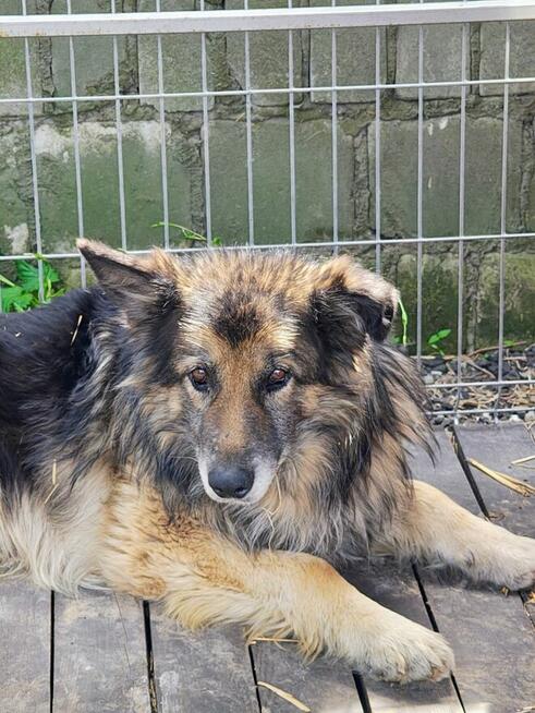 Aron - kto pokocha starszego psa?