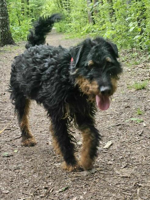 Jagdterrier Wiliam szuka domu schronisko Zgierz-aktualne