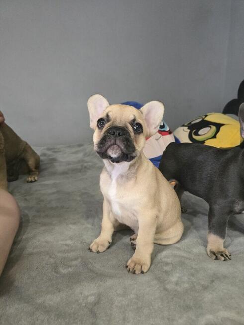 Buldog francuski biszkoptowa suczka