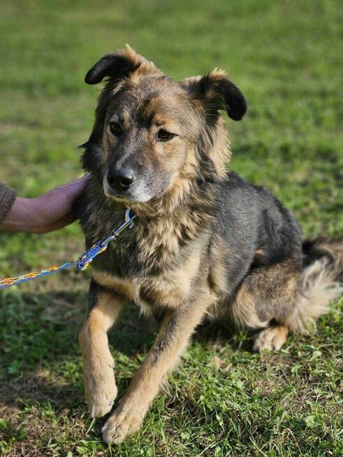 Gapcio szuka domu schronisko Zgierz-aktualne