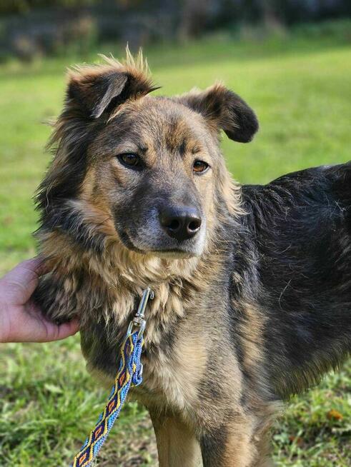 Gapcio szuka domu schronisko Zgierz-aktualne