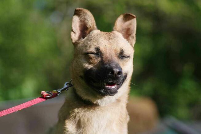 Stasia szuka domu schronisko Zgierz -aktualne