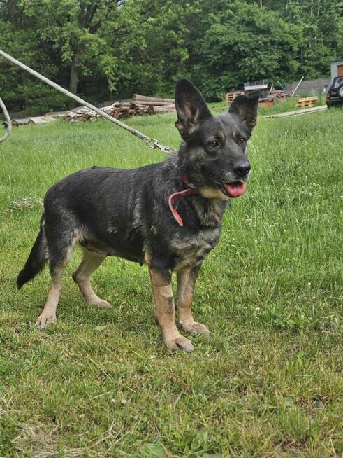 owczarek mix Witaminka szuka domu schronisko Zgierz -aktualne