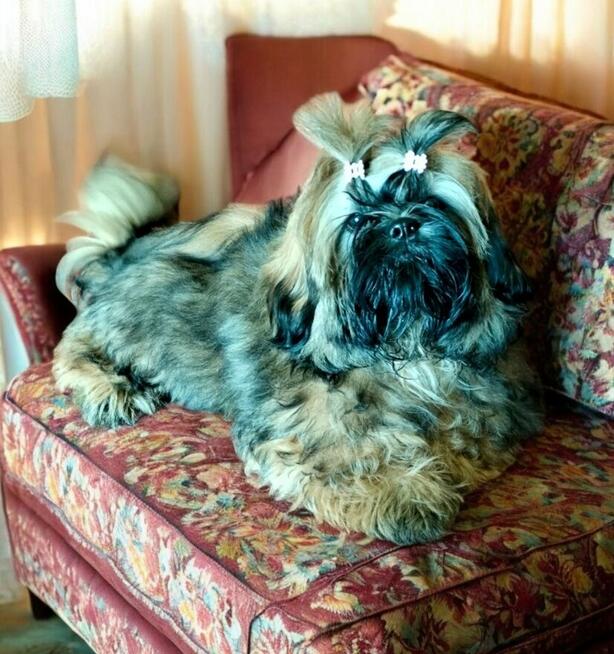 Shih tzu piękny piesek
