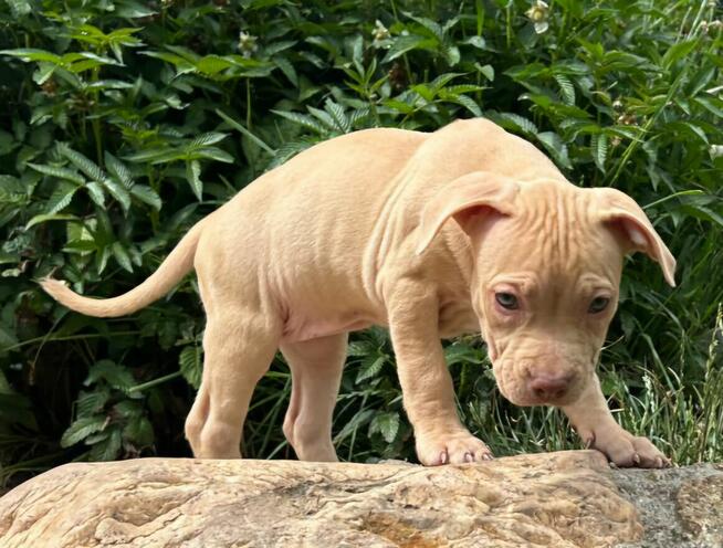 Szczenięta Amerykańskiego Pitbull Teriera