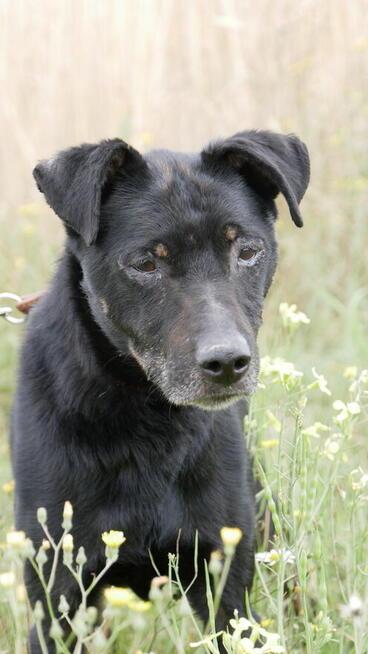 Kuba - spokojny, zrównoważony psiak szuka domu!