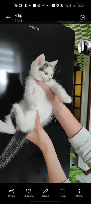 Pilne! Kotki szukają kochającego i ciepłego domu