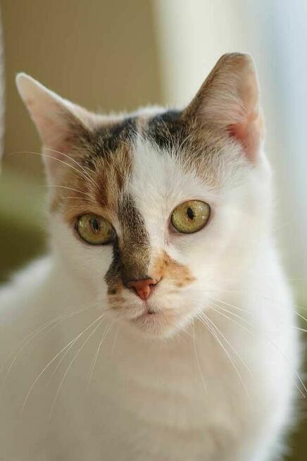 kotki szukają domów schronisko Zgierz-aktualne