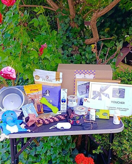 Piesek Border Collie ZKwP/FCI gotowy do zmiany domu