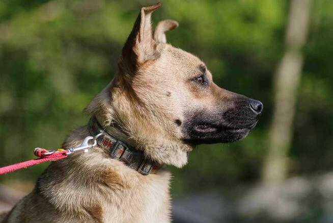 Stasia szuka domu schronisko Zgierz -aktualne