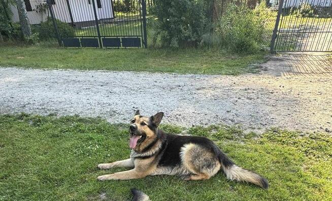 Owczarek mix Wacek szuka domu schronisko Zgierz -aktualne