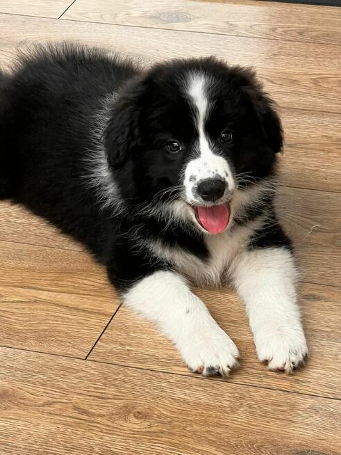 Piesek Border Collie ZKwP/FCI gotowy do zmiany domu