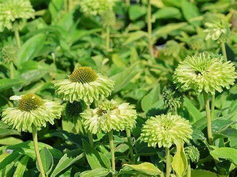 Jeżówka Sunseekers Apple Green – bylinowa ozdoba ogrodu