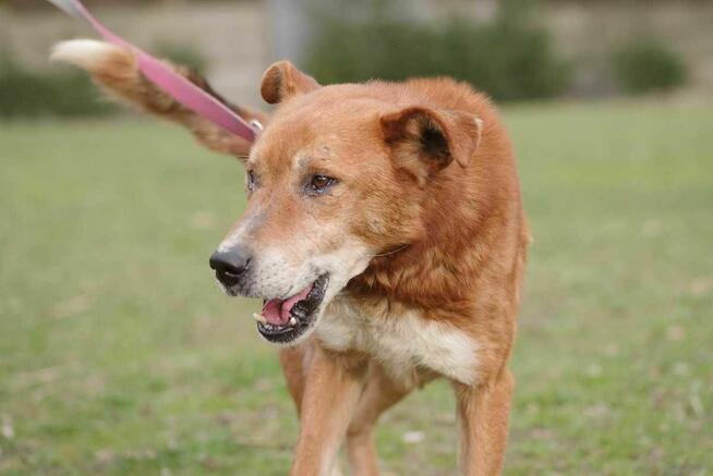 Gerard szuka domu -schronisko Zgierz-aktualne