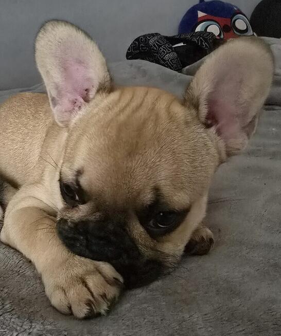 Buldog francuski biszkoptowa suczka