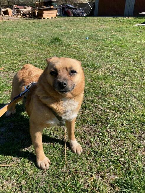 Suita 8 kg szuka domu schronisko Zgierz -aktualne