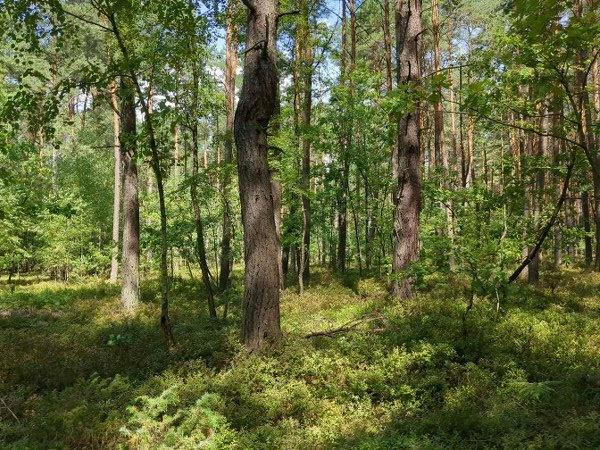 Nieruchomość niezabudowana od Syndyka - Rzymy-Rzymki