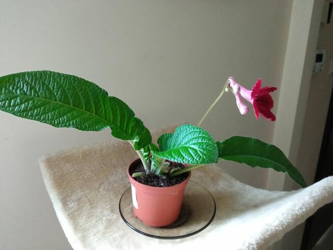 Skrzydłokwiat variegata Diamond-piękny oczyszczacz powietrza