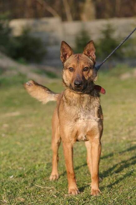 owczarek Belgijski mix szuka domu schronisko Zgierz Aktualne