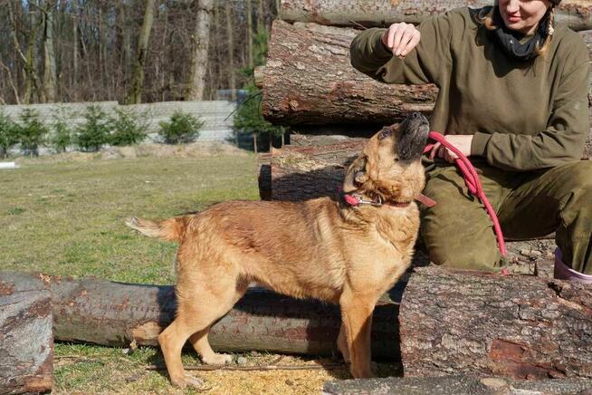 Goka szuka domu -schronisko Zgierz-aktualne