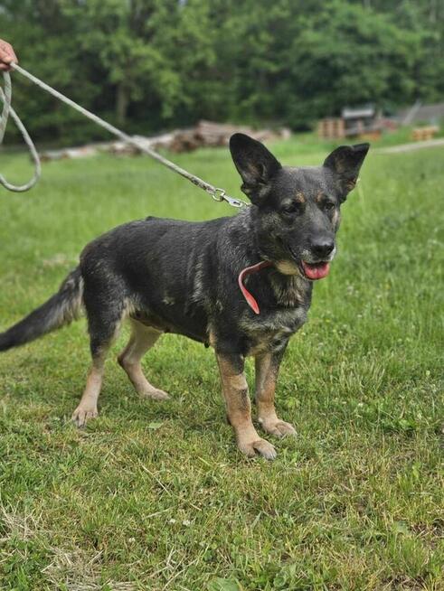 owczarek mix Witaminka szuka domu schronisko Zgierz -aktualne