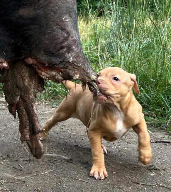 Szczenięta Amerykańskiego Pitbull Teriera