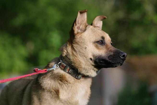 Stasia szuka domu schronisko Zgierz -aktualne