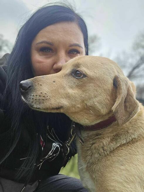 Labrador mix Sunrise szuka domu schronisko Zgierz-aktualne