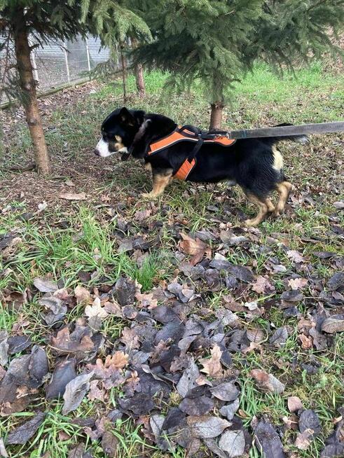 Cwaniak szuka domu schronisko Zgierz-aktualne