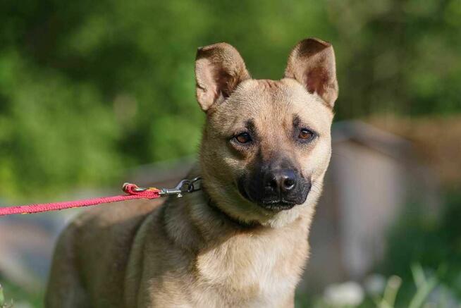 Stasia szuka domu schronisko Zgierz -aktualne