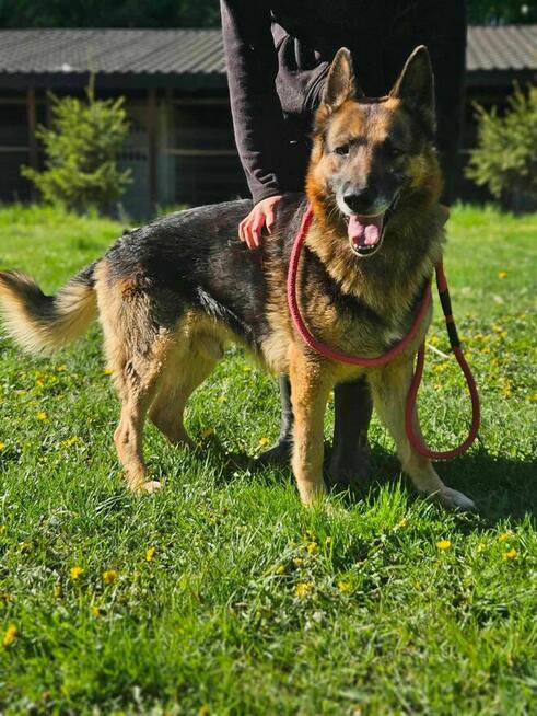 Owczarek czepek szuka domu schronisko Zgierz-aktualne