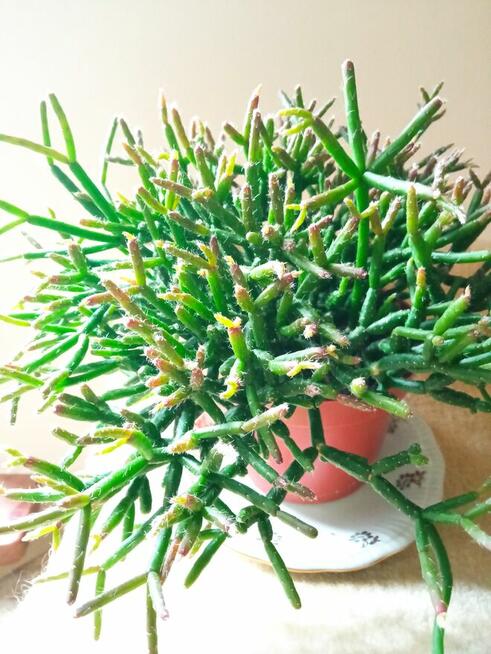 Skrzydłokwiat variegata Diamond-piękny oczyszczacz powietrza