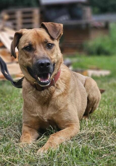 Sorento szuka domu schronisko Zgierz -aktualne